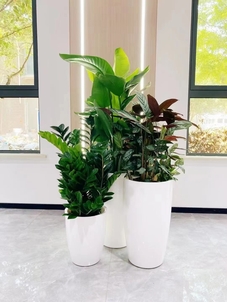 体验北仑花卉租摆，优质服务，让花卉点亮生活！